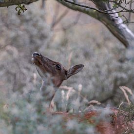 Hinde heeft wel trek in een blaadje by Richard Reuser