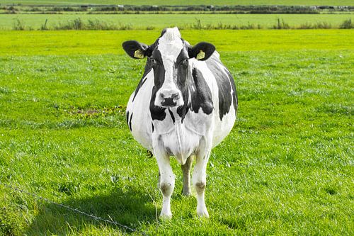 schilderij zwart witte koe, , boerderij, vee, koeien, boerderij dieren, runderen