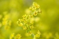 yellow flowers