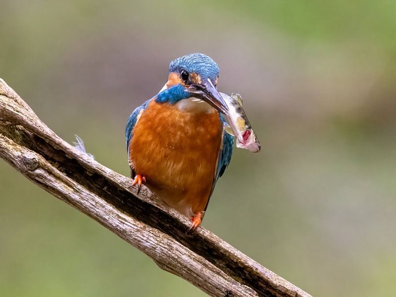 Martin-pêcheur avec poisson par Manuel Weiter