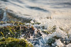 golf spat op tegen de kust, waar zeewier ligt