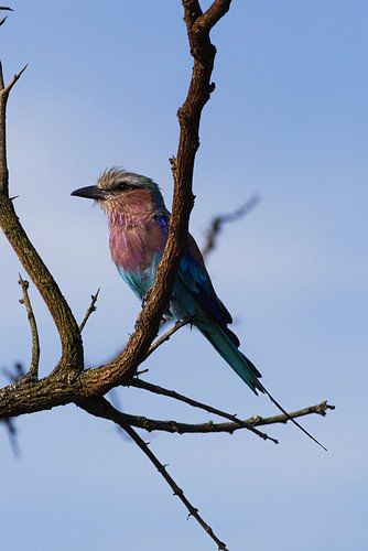 Birdie