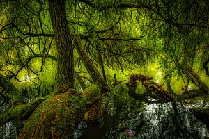 Baum im See von Dieter Walther