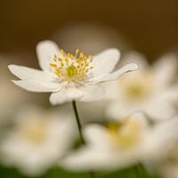 Witje