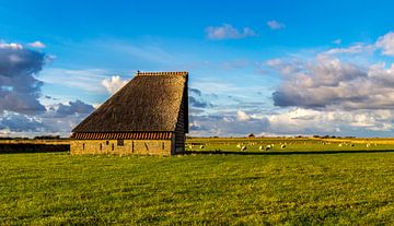 Schapenboet met schapen-  landschap Texel 
