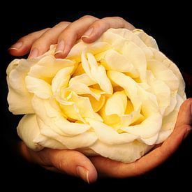 White rose in hands van Edith Keijzer