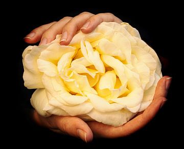 White rose in hands by Edith Keijzer