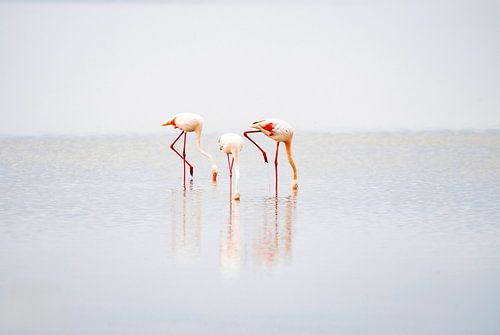 Flamingo's