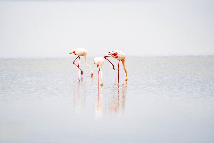 Flamingo&#039;s par Patrick Haleyt Photography