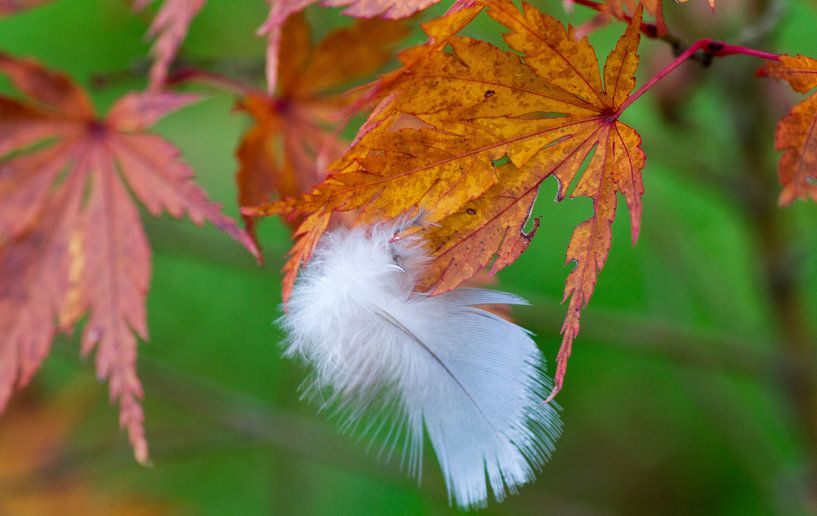 autumn leaves with white plume by Eveline De keukelaere