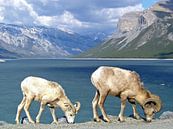 Bighorn schapen in Canada van Frederique Richard thumbnail