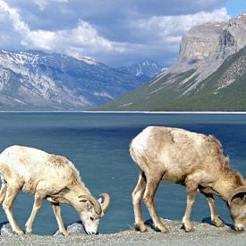 Bighorn schapen in Canada von Frederique Richard
