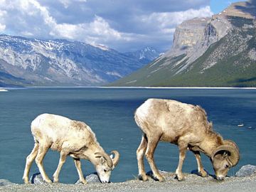 Bighorn schapen in Canada