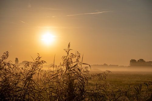 mistige zonsopkomst in de polder