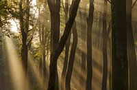 Sun harps in the Speuderbos