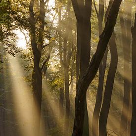 Sun harps in the Speuderbos by Kim Claessen