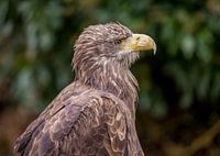 Portrait sea eagle