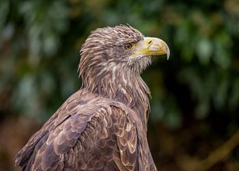 Seeadler im Portrait