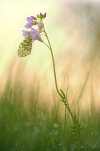 Oranjetipje hangend aan een pinksterbloem van Moetwil en van Dijk - Fotografie