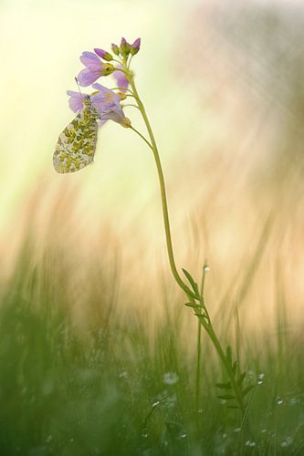 Oranjetipje hangend aan een pinksterbloem