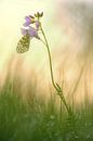 Orange tip hanging from a cuckoo flower by Moetwil en van Dijk - Fotografie thumbnail
