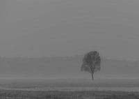 Tree in fog in black and white