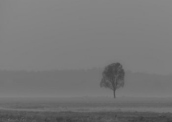 Baum im Nebel in schwarz und weiß
