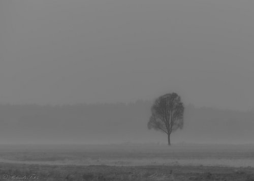 Baum im Nebel in schwarz und weiß