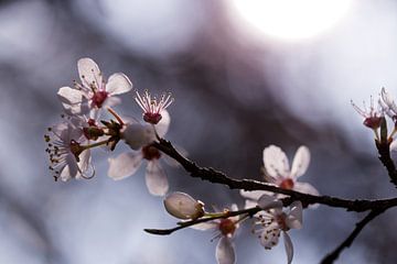 Kirschblüten im Gegenlicht von Kurt Krause