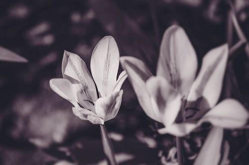 Dames Tulp - Donker Melancholisch Stemmingsbloem Power Lelie Plant