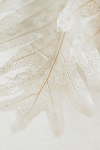 Dried leaf by Monique Brunt