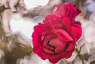 schitterende rozen van Tania Perneel thumbnail