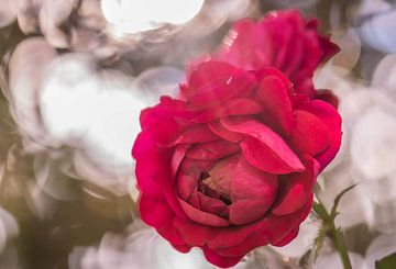 schöne Rosen von Tania Perneel
