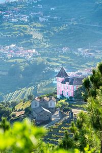 Maison rose parmi les vignobles : Vallée du Douro, Portugal