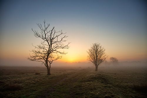 Mistig landschap