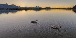 Schwäne, Sonnenuntergang, Hopfensee