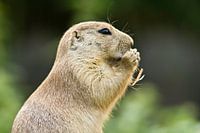 prairiehond