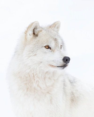 Portret van een poolwolf van Jim Cumming