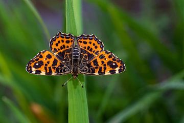 Butterfly splendor. by Els Oomis