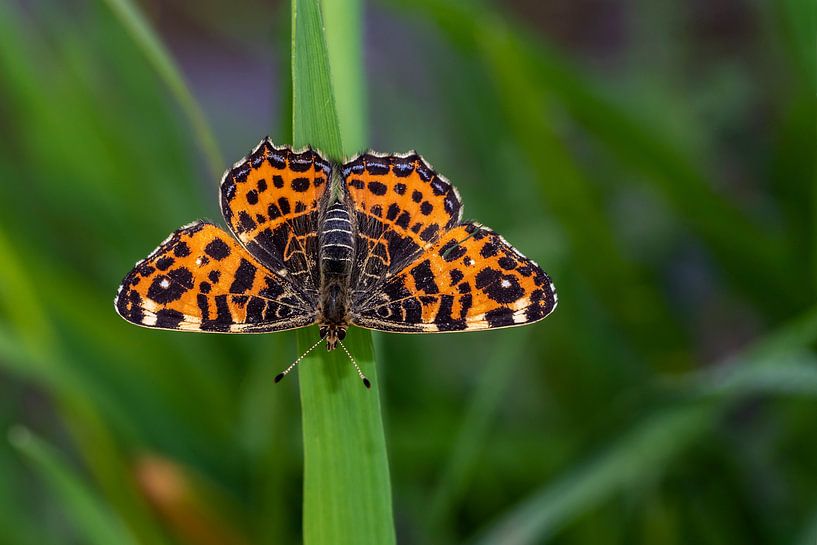 Butterfly splendor. by Els Oomis