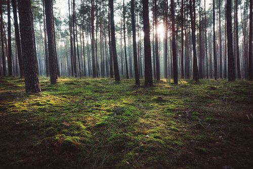 Zonnestralen in het bos