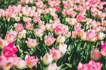 Tulipfield with pink tulips by Expeditie Aardbol