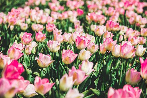 Tulpenveld met roze tulpen