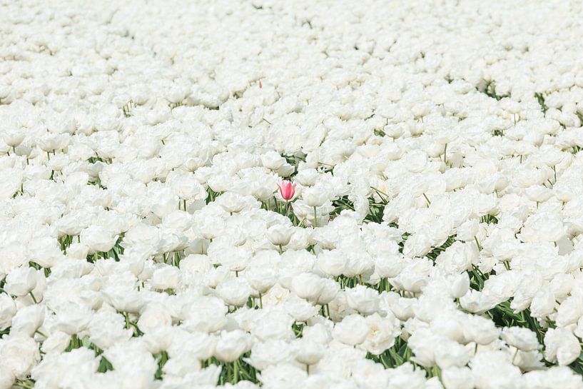 Tulpen - Eine rosa Tulpe unter weißen von Marjan Schmit Visser