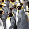 Königspinguine von Antwan Janssen