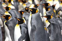King Penguins