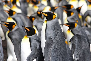 King Penguins by Antwan Janssen