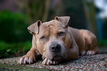 Logan American Bully