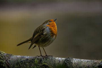 roodborstje in het vroege ochtendlicht. van Wouter Van der Zwan