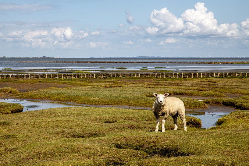 Schapen op een kwelder bij Tetenbüll van Alexander Wolff